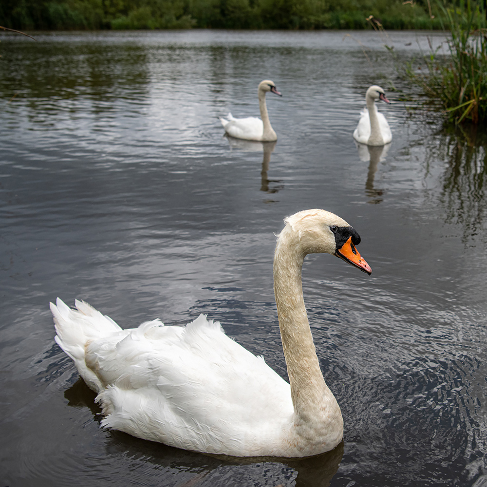 Low Hall Swans